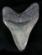 Sharply Serrated Megalodon Tooth - South Carolina #21719-2